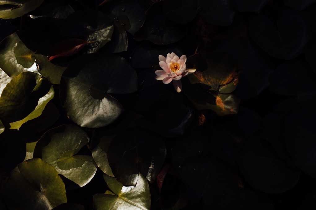 The Lily Pond, Mona Vale.